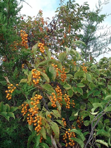 How to Grow American Bittersweet, a Native Plant, for Winter Interest - Dengarden