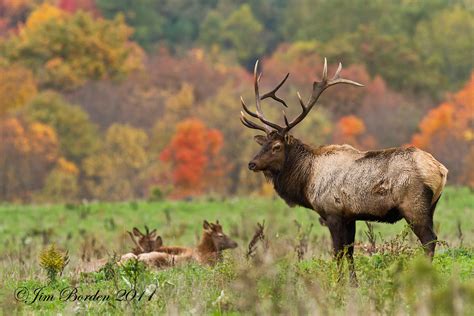 JJ Wildlife Photography: Pennsylvania Elk Time