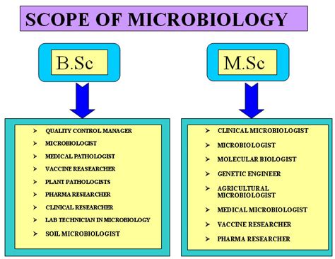 Iam complited my bsc microbiology then what I do?