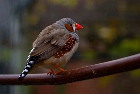 Zebra Finch - The Australian Museum