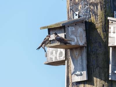 Purple Martin Nesting (Behavior, Eggs, Location + FAQs) | Birdfact