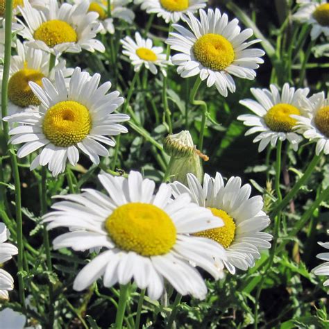 Ox-eye Daisy, Chrysanthemum leucanthemum - Weekly Weeder #18