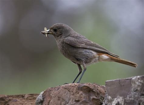 17 Birds That Eat Grasshoppers (Feast for the Feathered!)