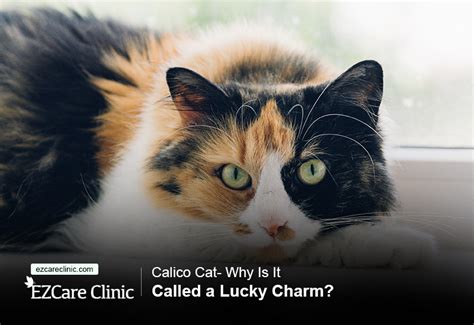 What is a Calico Cat? ESA cat - Ezcare Medical Clinic