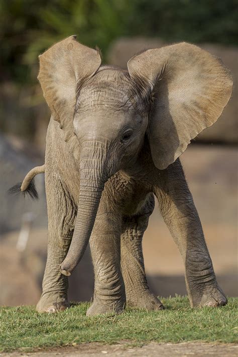 African Elephant Calf Displaying Photograph by San Diego Zoo - Pixels