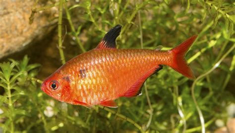 Serpae Tetra Species Profile: Look, Care, Size & All | 2024