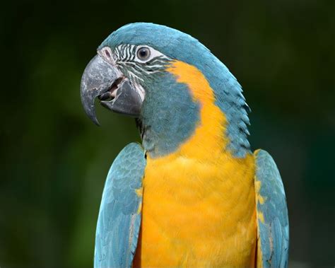 Blue throated macaw - Alchetron, The Free Social Encyclopedia