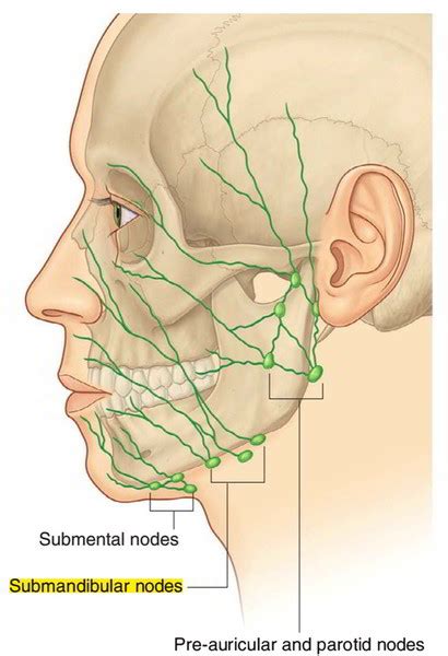 Are There Lymph Nodes In Lips | Sitelip.org