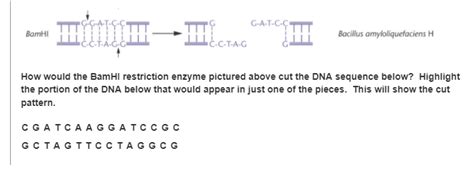 Solved How would the BamHI restriction enzyme pictured above | Chegg.com