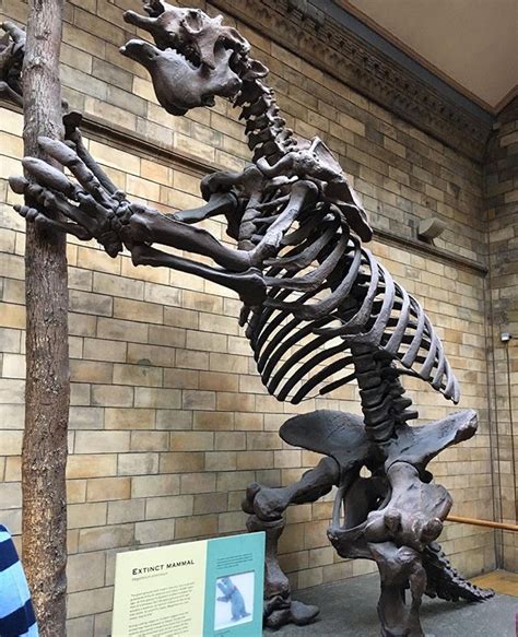 Megatherium americanum