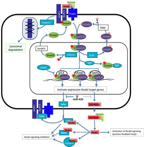 Nodal signaling pathway - Alchetron, the free social encyclopedia