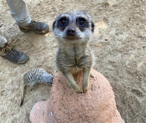 Rockhampton Zoo secures federal funding for disaster preparedness ...