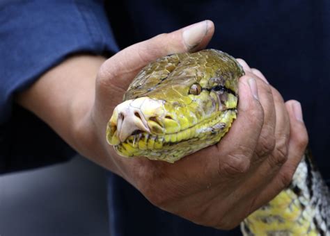 Los cazadores de serpientes en Bangkok