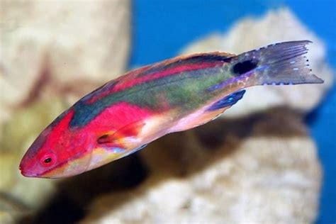 Exquisite Fairy Wrasse For Sale (Cirrhilabrus exquistus). TOP Care facts. Reefs4Less.com