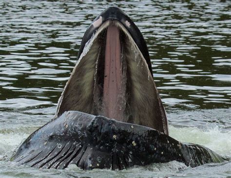 Best Whale Watching Tours in BC - See Humpbacks, Orcas, Porpoises ...