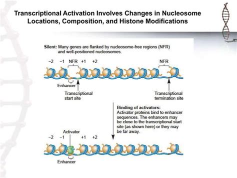 Chromatin remodeling