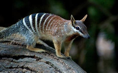 Numbat, noombat, walpurti (Myrmecobius fasciatus) | DinoAnimals.com