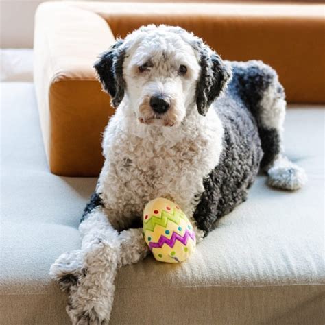 Midlee Plush Easter Egg Dog Toy with Squeaker (Yellow)-Large, 1 - Smith’s Food and Drug