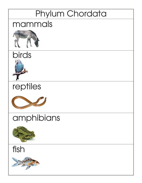 Phylum Chordata – Montessori Materials by Lakeview