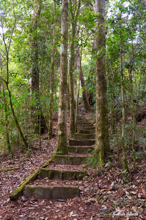 Sendero de bosque nublado, Parque Nacional La Tigra Philippi, Tree Trunk, Country Roads ...