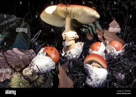 Amanita Caesarea ( edible mushroom ) or Good Ovule Stock Photo - Alamy