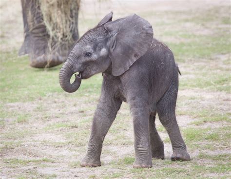 Baby African Elephant, Lowry Park Zoo | Matthew Paulson Photography