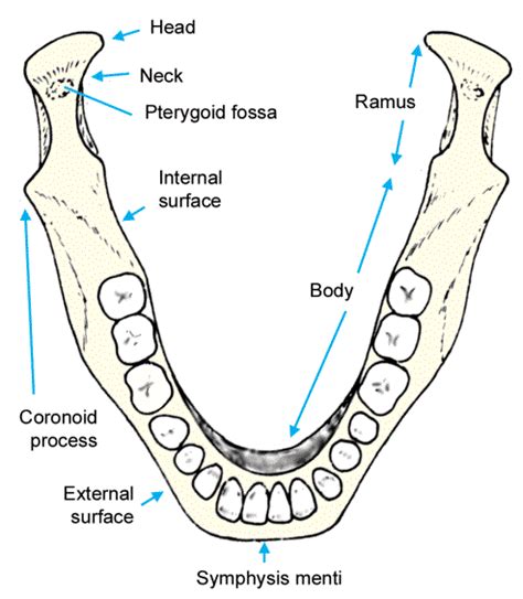 All In Nursing 4 Nursing Students..!!: The Mandible