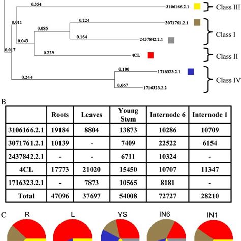 Characterization of the PAL gene family in maize. A, Phylogenetic... | Download Scientific Diagram