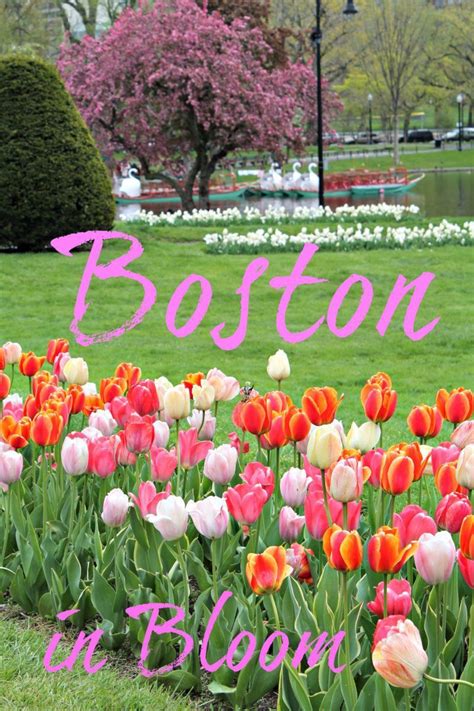 Enjoying Springtime in Boston | Boston public garden, Usa travel ...