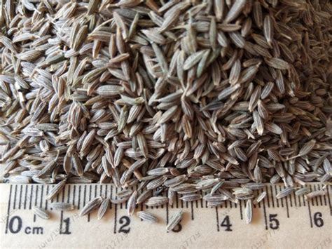 200pcs Organic Cumin Culinary Spice Seeds - BestSeedsOnline.com - Free ...