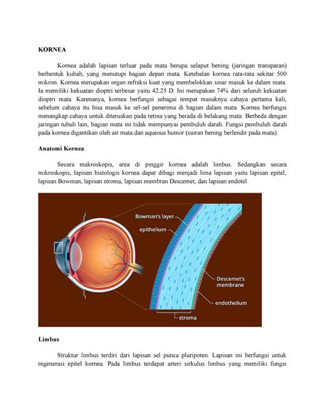 Kornea - KORNEA Kornea adalah lapisan terluar pada mata berupa selaput bening (jaringan ...