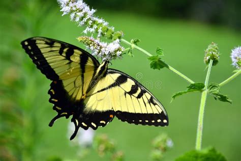 Butterfly habitat stock photo. Image of beauty, mint - 97240208