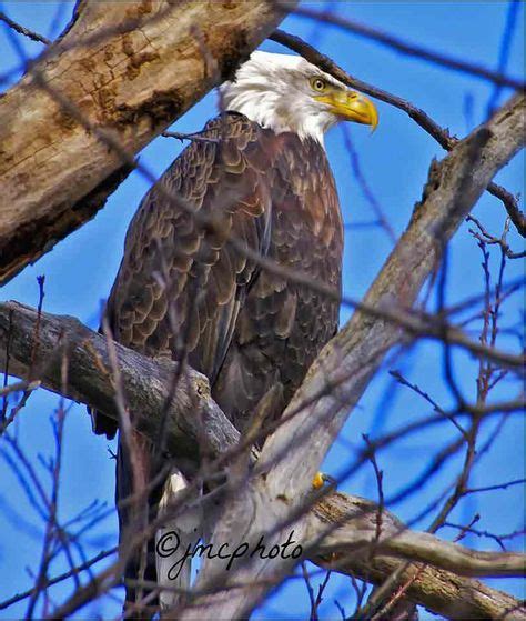 40 Adirondack Wildlife ideas | adirondacks, adirondack, wildlife