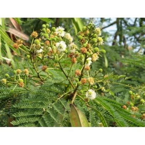 Vachellia Nilotica Plant at Rs 50 | आउटडोर प्लांट in Jabalpur | ID ...