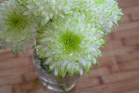 1360x768 wallpaper | white and green dahlia flower | Peakpx