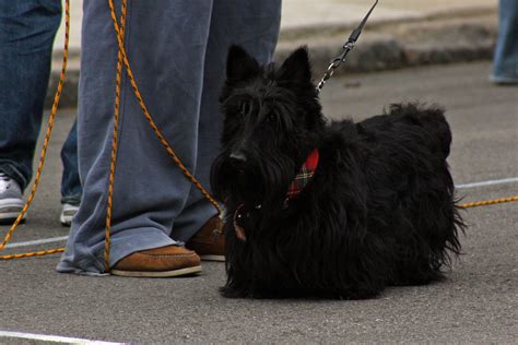 Scotty | Scotty, CMU's mascot. One of CMU's founders, Andrew… | Flickr