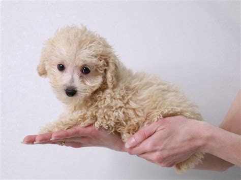 Toy Poodle-DOG-Male-Cream-4012136-My Next Puppy