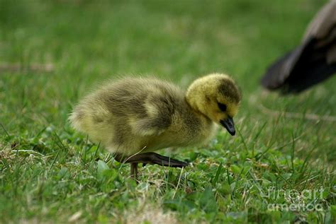 Baby Goose Photograph by Bailey Maier - Fine Art America