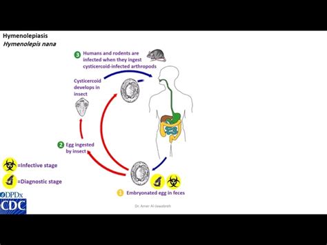 Hymenolepis Nana Life Cycle