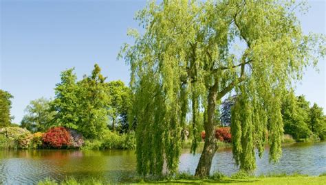 10 Willow Tree Diseases: Identification and Management - Rennie Orchards