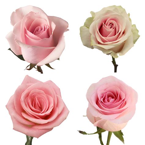 Buy Wholesale Light Pink Roses in Bulk - FiftyFlowers