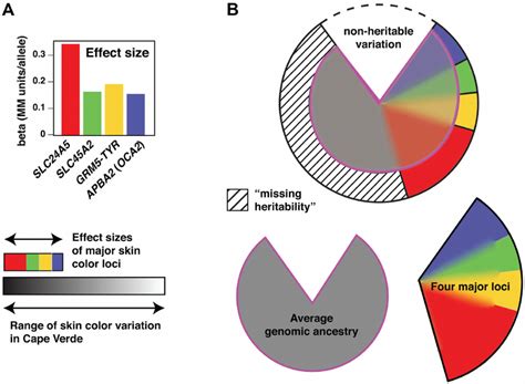 Genetic architecture of skin color variation. (a) Effect sizes of the... | Download Scientific ...