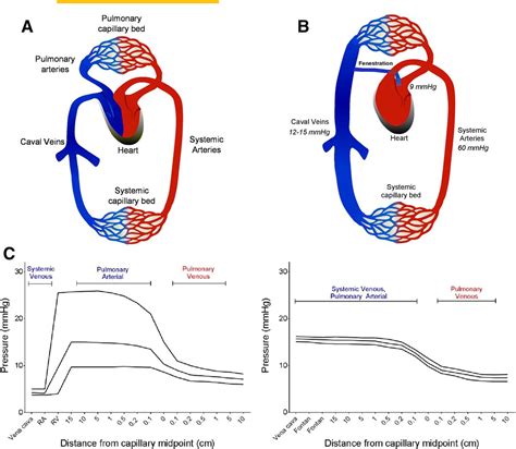 Figure 1 from Cardiovascular adaptation to the Fontan circulation ...