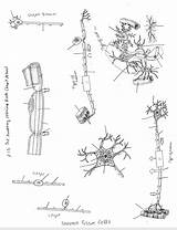 Anatomy Nervous System Coloring Book Diagram  Quizlet sketch template