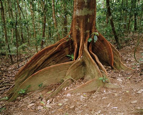 Buttress roots - Stock Image - E640/0503 - Science Photo Library