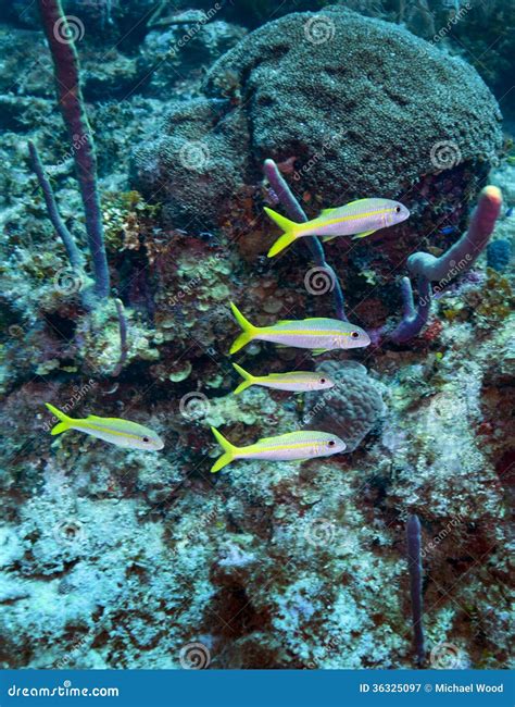 Yellow Goatfish School - Cayman Island Reef Stock Image - Image of vertical, fish: 36325097