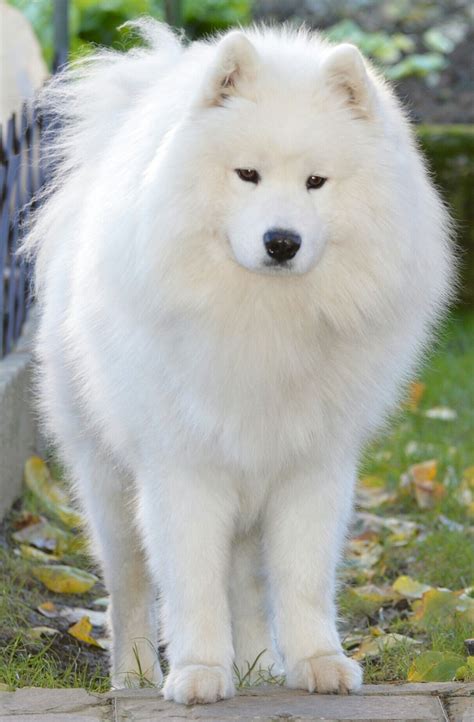 77+ Samoyed Big Fluffy White Dogs - l2sanpiero