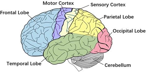 | Primary brain regions. Motor cortex is the region in charge of... | Download Scientific Diagram