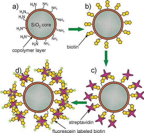 Steps of a fluorescence labeled biotin assay on glass beads: a ...