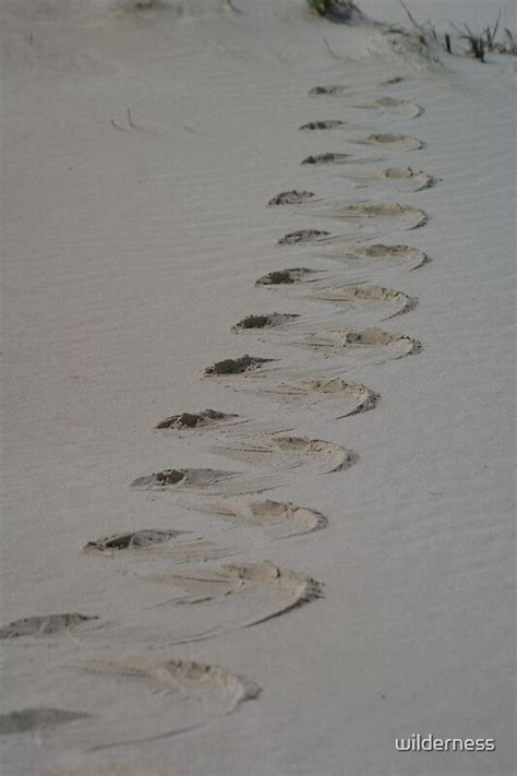 "snake tracks in the sand" by wilderness | Redbubble